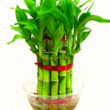 Lucky Bamboo